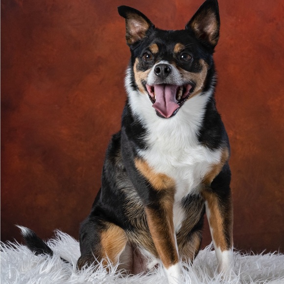 Meet your Posher, Sara - Picture 1 of 1